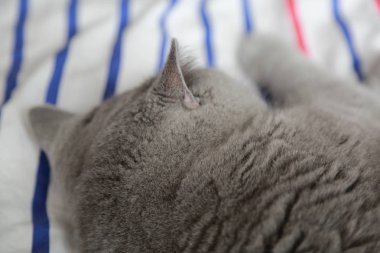 İngiliz kedi dinlenme ve n gün ışığı rahatla. Seçilen odak