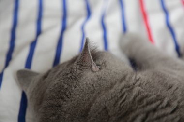 İngiliz kedi dinlenme ve n gün ışığı rahatla. Seçilen odak