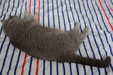 İngiliz kedi dinlenme ve n gün ışığı rahatla. Seçilen odak