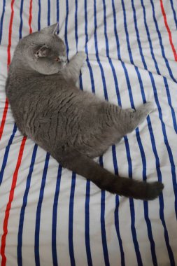 İngiliz kedi dinlenme ve n gün ışığı rahatla. Seçilen odak