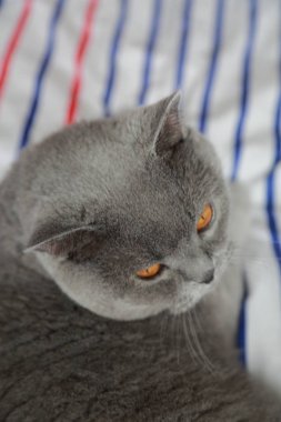 İngiliz kedi dinlenme ve n gün ışığı rahatla. Seçilen odak