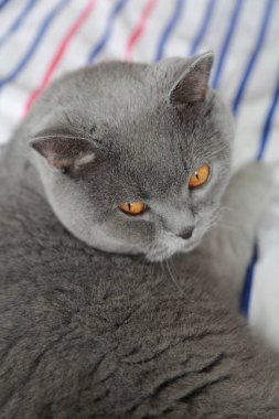 İngiliz kedi dinlenme ve n gün ışığı rahatla. Seçilen odak