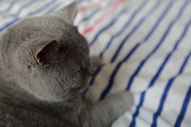 İngiliz kedi dinlenme ve n gün ışığı rahatla. Seçilen odak