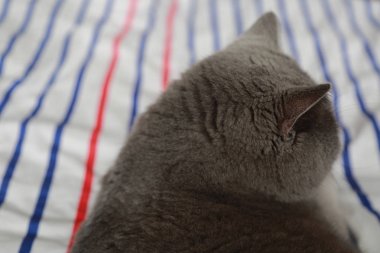 İngiliz mavi catt doğurmak. Seçilen odak