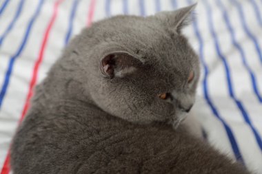 İngiliz kedi dinlenme ve n gün ışığı rahatla. Seçilen odak