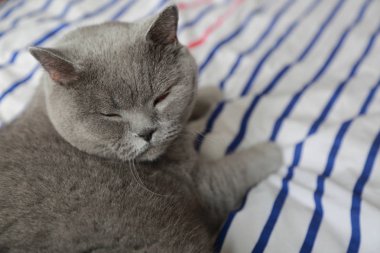 İngiliz kedi dinlenme ve n gün ışığı rahatla. Seçilen odak