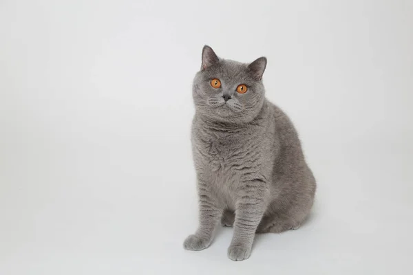 Funny British Cat Studio — Stock Photo, Image