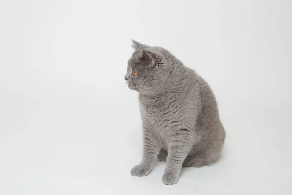 Gato Britânico Engraçado Estúdio — Fotografia de Stock