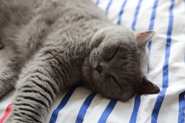 İngiliz kedi dinlenme ve n gün ışığı rahatla. Seçilen odak