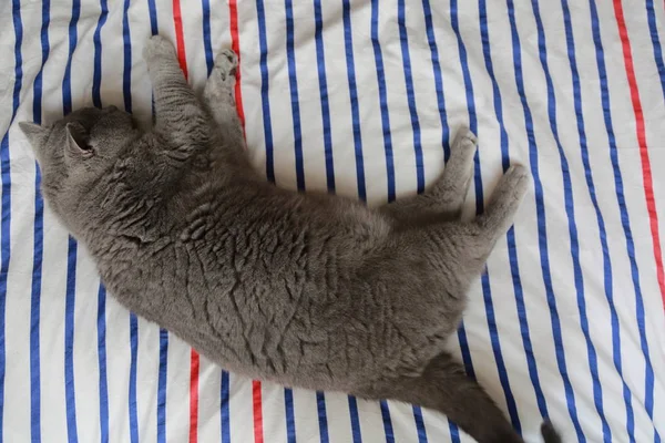 Ngiliz Kedi Dinlenme Gün Işığı Rahatla Seçilen Odak — Stok fotoğraf