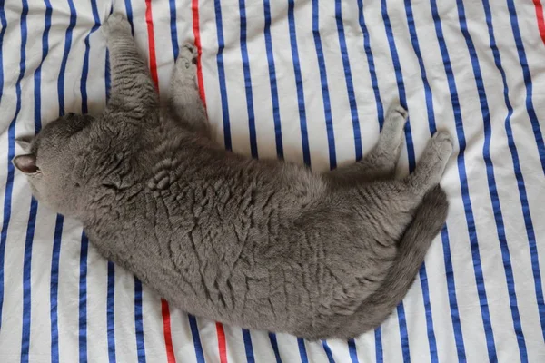 Gato Británico Descansar Relajarse Una Luz Del Día Enfoque Seleccionado —  Fotos de Stock