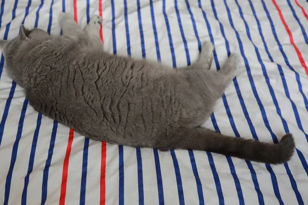 İngiliz kedi dinlenme ve n gün ışığı rahatla. Seçilen odak