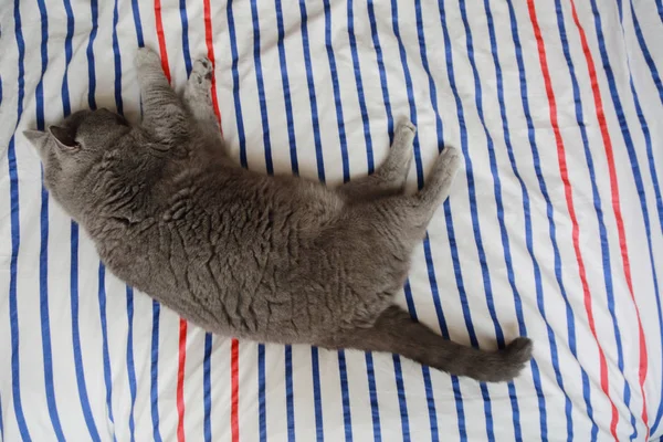 İngiliz kedi dinlenme ve n gün ışığı rahatla. Seçilen odak