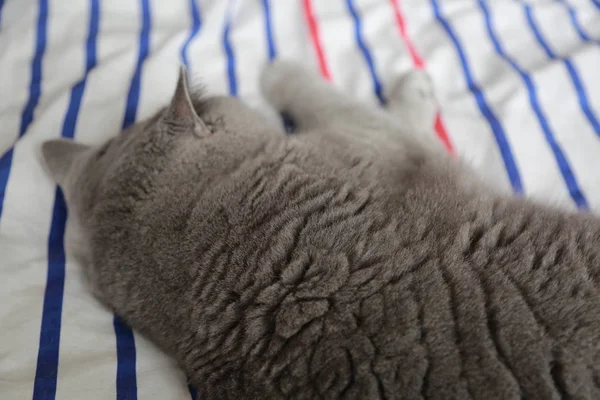 İngiliz kedi dinlenme ve n gün ışığı rahatla. Seçilen odak