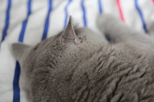 İngiliz kedi dinlenme ve n gün ışığı rahatla. Seçilen odak