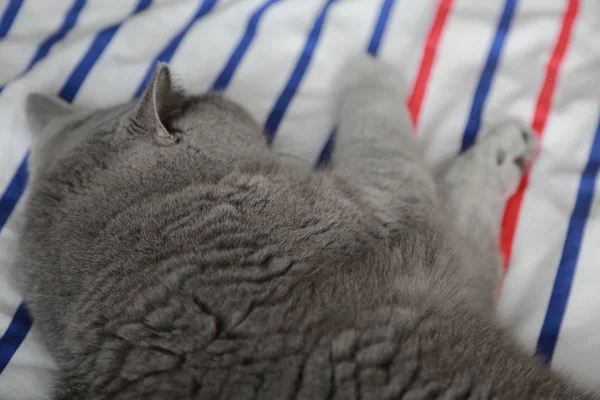 British Cat Rest Relax Day Light Selected Focus — Stock Photo, Image