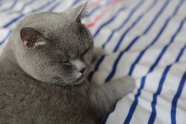 İngiliz kedi dinlenme ve n gün ışığı rahatla. Seçilen odak