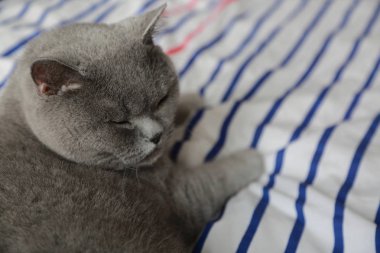 İngiliz kedi dinlenme ve n gün ışığı rahatla. Seçilen odak