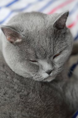 İngiliz kedi dinlenme ve n gün ışığı rahatla. Seçilen odak