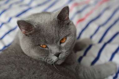 İngiliz kedi dinlenme ve n gün ışığı rahatla. Seçilen odak