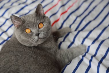 İngiliz kedi dinlenme ve n gün ışığı rahatla. Seçilen odak