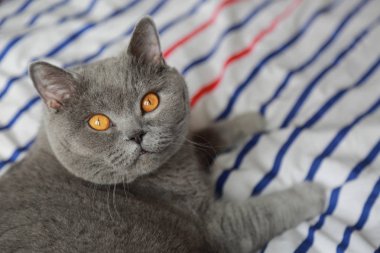 İngiliz kedi dinlenme ve n gün ışığı rahatla. Seçilen odak