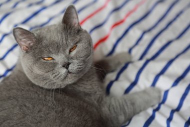 İngiliz mavi catt doğurmak. Seçilen odak