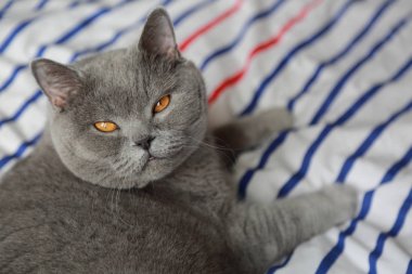 Çok güzel kabarık kedi