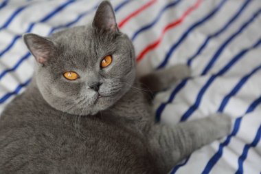 Çok güzel kabarık kedi