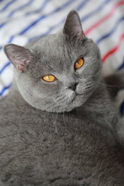 Çok güzel kabarık kedi