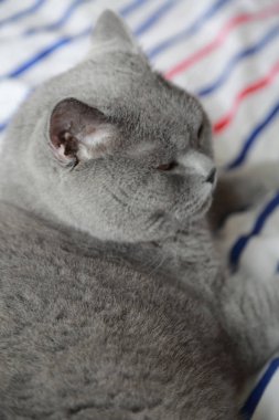 Çok güzel kabarık kedi