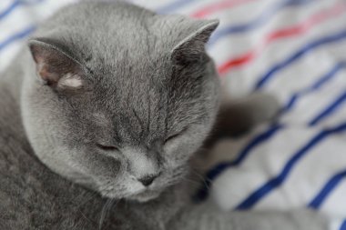 Çok güzel kabarık kedi