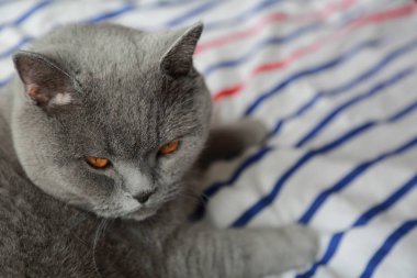 Çok güzel kabarık kedi