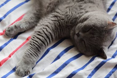 Çok güzel kabarık kedi
