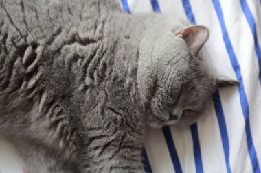 Çok güzel kabarık kedi