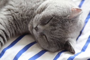 Çok güzel kabarık kedi