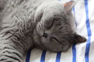 Çok güzel kabarık kedi