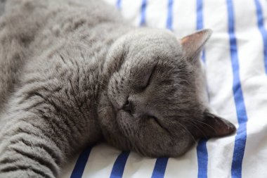 Çok güzel kabarık kedi