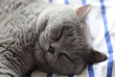 Çok güzel kabarık kedi