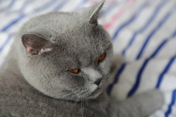 British Cat Rest Relax Day Light Selected Focus — Stock Photo, Image