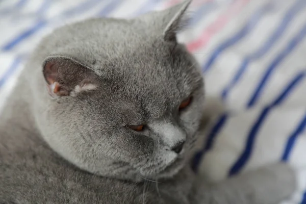 İngiliz kedi dinlenme ve n gün ışığı rahatla. Seçilen odak