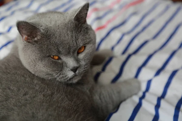 British Cat Rest Relax Day Light Selected Focus — Stock Photo, Image