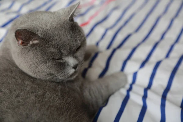 İngiliz kedi dinlenme ve n gün ışığı rahatla. Seçilen odak