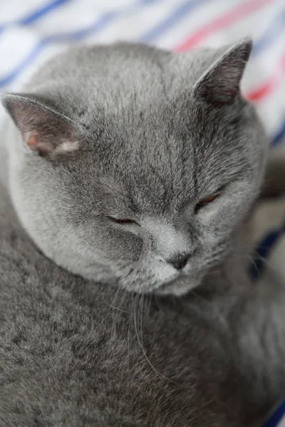 İngiliz kedi dinlenme ve n gün ışığı rahatla. Seçilen odak