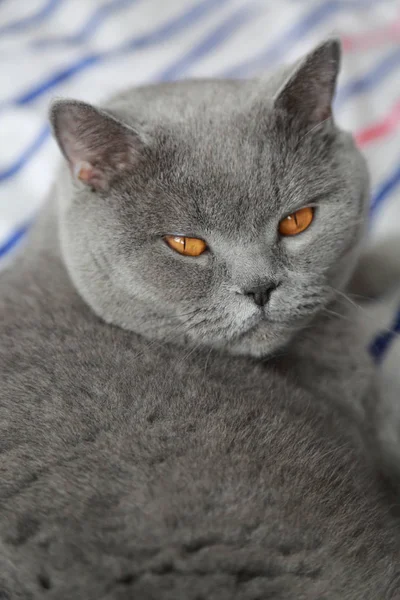 İngiliz kedi dinlenme ve n gün ışığı rahatla. Seçilen odak