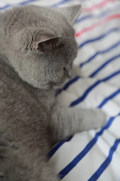 İngiliz mavi catt doğurmak. Seçilen odak