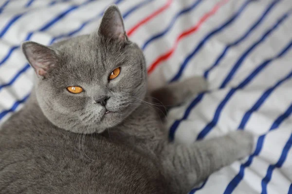 Çok güzel kabarık kedi