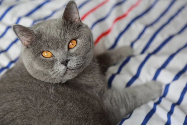 愛らしいふわふわ猫 — ストック写真