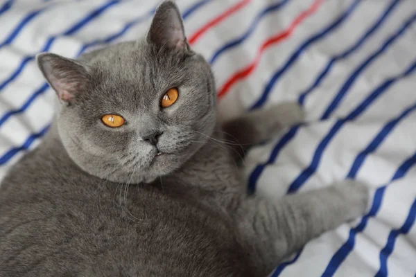 Çok güzel kabarık kedi