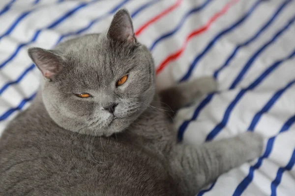 Çok güzel kabarık kedi